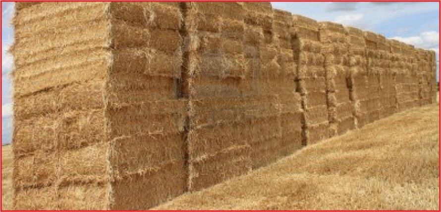 KURAKLIĞA RAĞMEN SAMANDA KRİZ YOK!