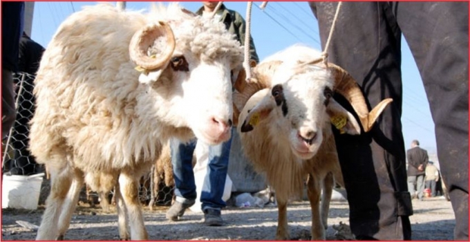 EREĞLİ\&#039;DEKİ KURBANLIK PAZARINA SIKI DENETİM