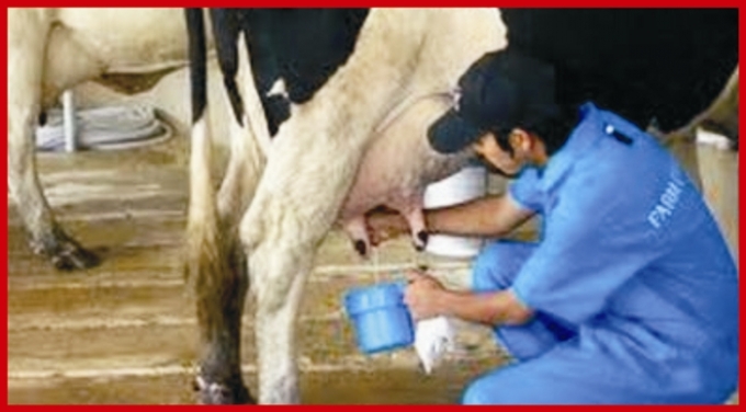 ÇİĞ SÜT DESTEĞİ İCMAL-2 LİSTELERİ ASKIDA