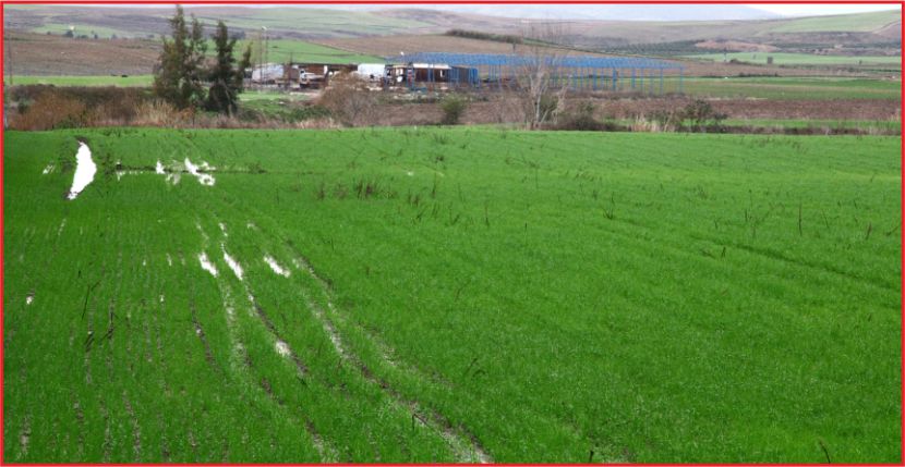 “YAĞIŞLAR ÜRETİCİYİ RAHATLATTI”