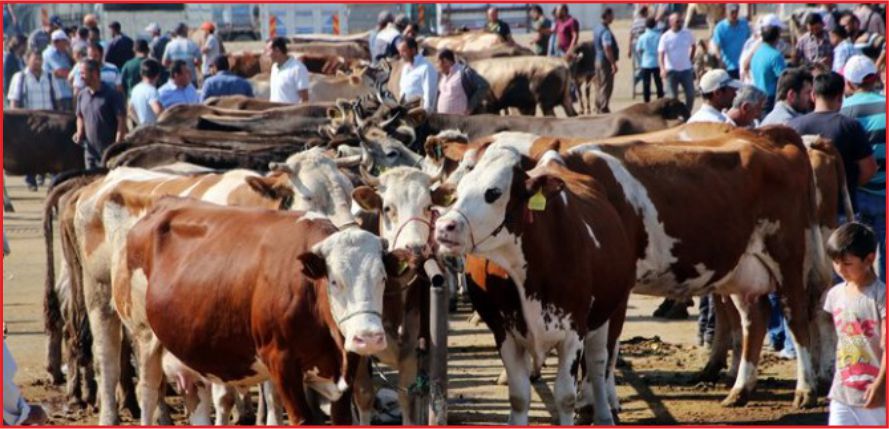 5 MİLYON KURBANLIK HAYVAN VAR