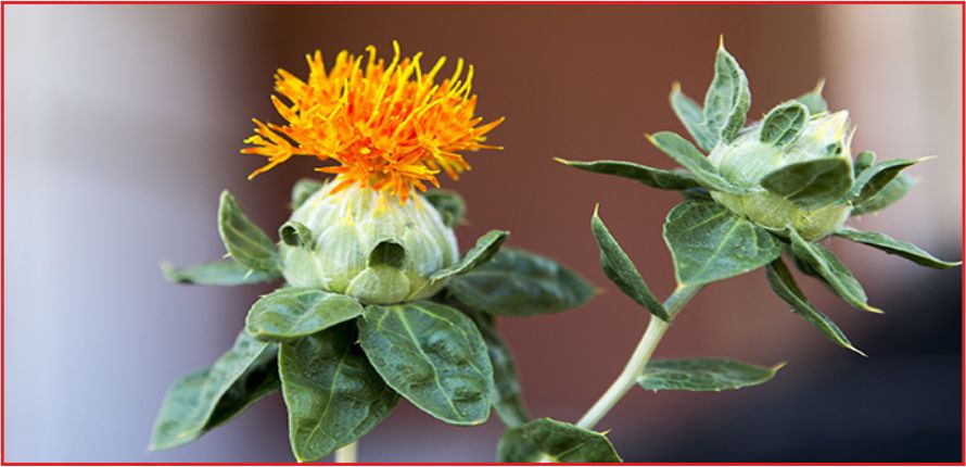 “ASPİR YEMEK YAĞINA ALTERNATİF”