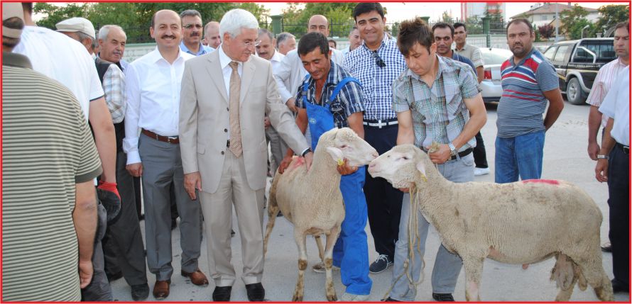 DAMIZLIK KOÇLAR SAHİPLERİNİ BULDU