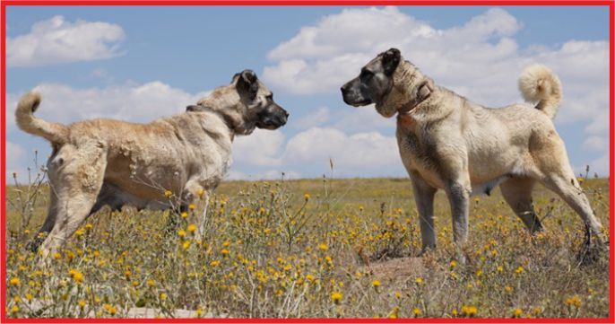 7 MİLYON TL YATIRIMLA KANGAL KÖPEĞİ YETİŞTİRİLECEK