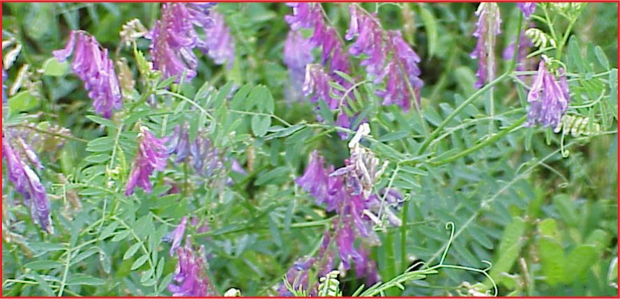 YEM BİTKİLERİ ÜRETİMİ DESTEKLEMESİ İCMALLERİ ASKIDA