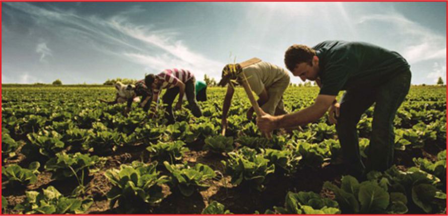 ÇİFTÇİLERE 600 MİLYON LİRALIK DESTEK GELİYOR