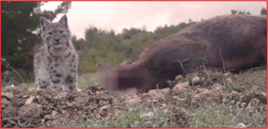 AVRASYA VAŞAĞI İLK KEZ GÖRÜNTÜLENDİ