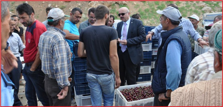 SARIVELİLER'DE KİRAZ HASADI