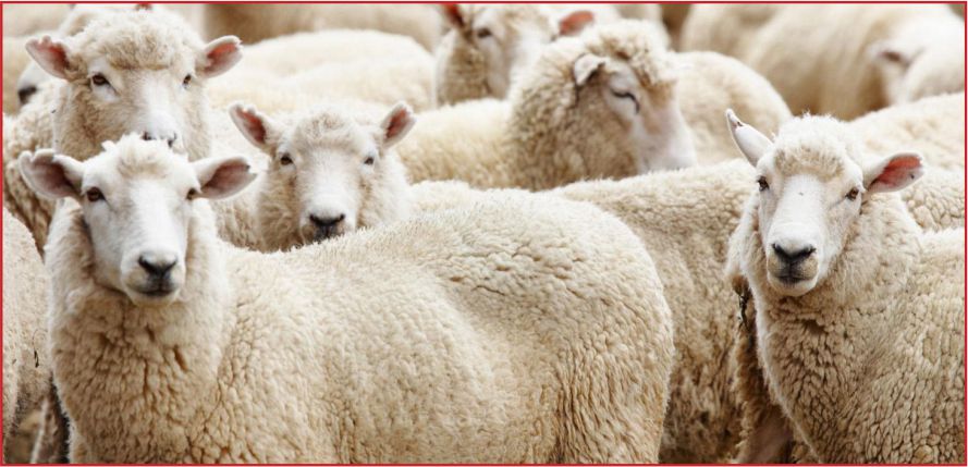 KURBAN FİYATLARI AÇIKLANDI