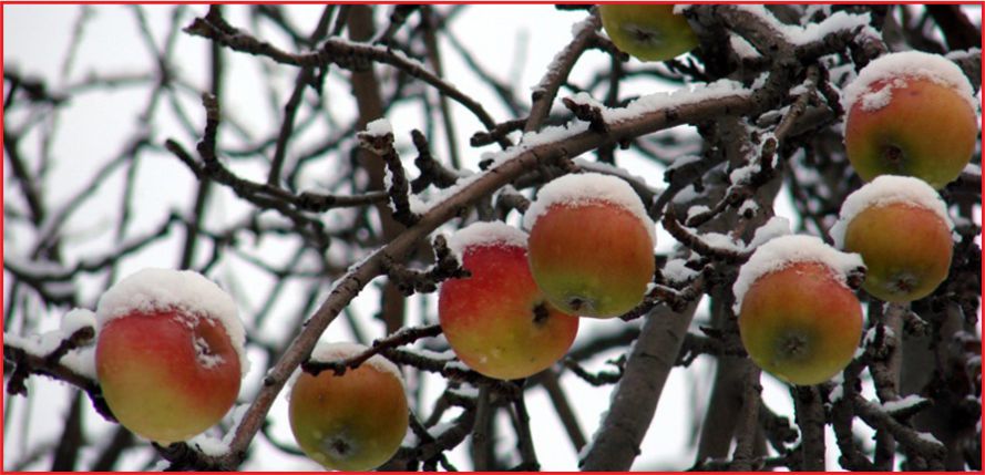 DON DESTEĞİ ÖDEMELERİ YAPILDI