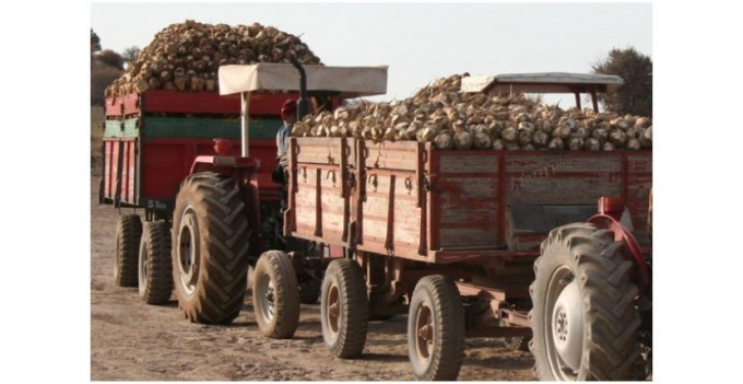 EREĞLİLİ PANCAR ÜRETİCİLERİNE 8,5 MİLYON LİRA