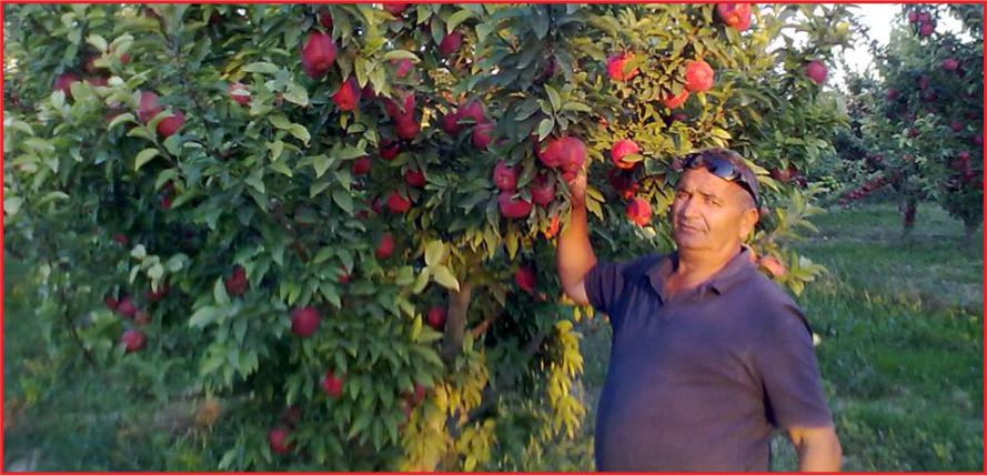 ISKARTA ELMA SUDAN UCUZ !