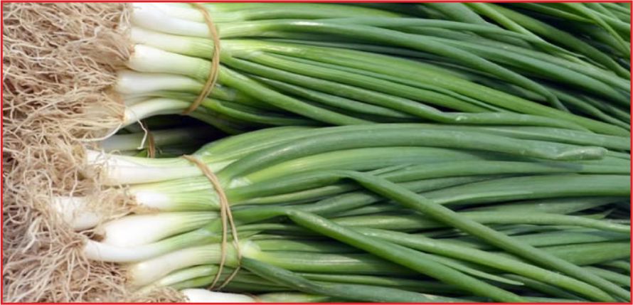 KARAMAN TAZE SOĞAN ÜRETİMİNDE  ZİRVEDE