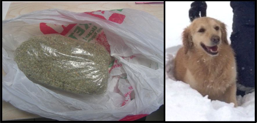 160 GR. BONZAİ YAKALANDI