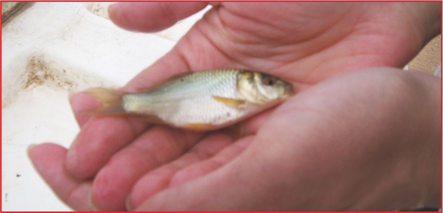 GÖLETLERE  30 BİN ADET  SAZAN BALIĞI