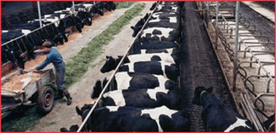 ISLAH AMAÇLI YETİŞTİRİCİ BİRLİKLERİ KURULACAK!