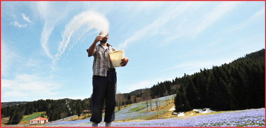 ÇİFTÇİLERE 800 MİLYON LİRALIK ÖDEME