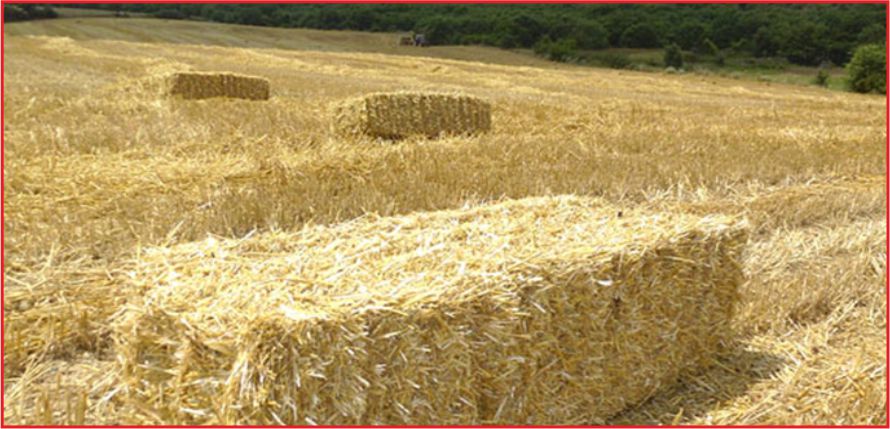 SAMAN İTHALATI GÜNDEMDE !