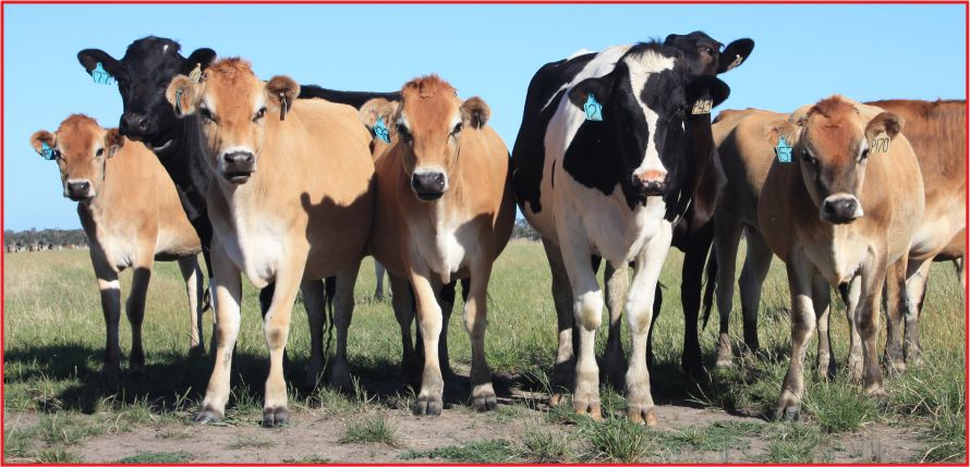 BAZI HAYVAN TÜRLERİNDE GÜMRÜK VERGİSİ ARTTI