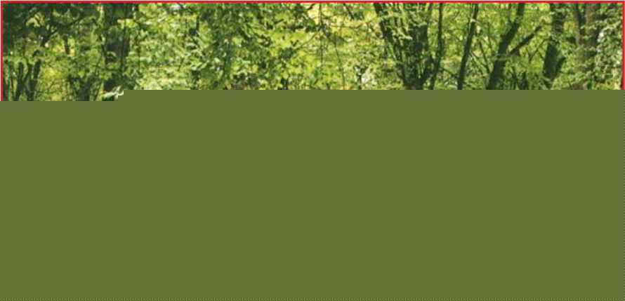 ORMANLIK ALANLAR İŞLETMELERE AÇILIYOR !