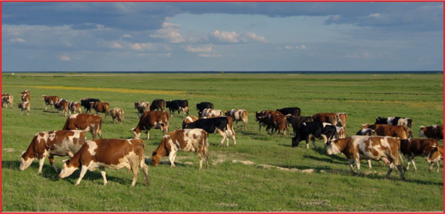 HAYVANCILIKTA 35 İLE YÜZDE 80 HİBE DESTEĞİ