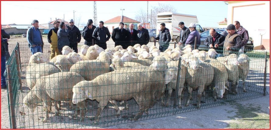 KOP PROJESİ KAPSAMINDA 41 DAMIZLIK KOÇ DAĞITILDI