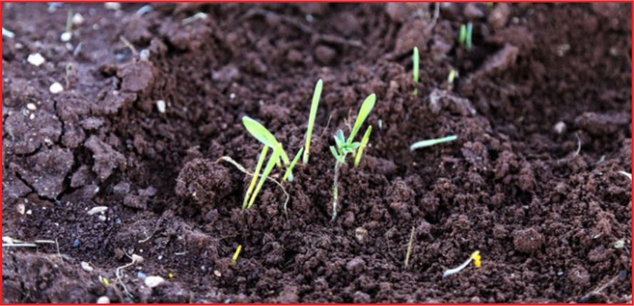 İŞLENMİŞ 'TARIM' İHRACINA DESTEK SÜRECEK