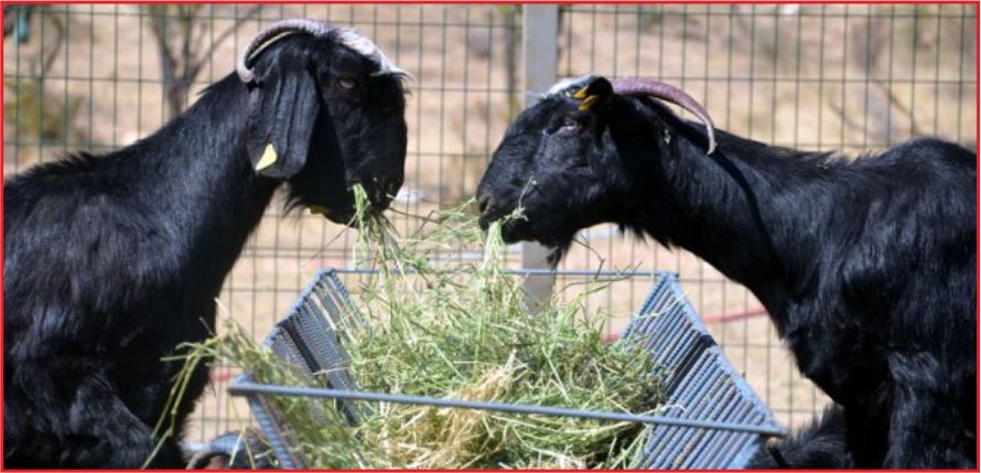 BOĞA,KOÇ VE TEKE DESTEK KAPSAMINDA