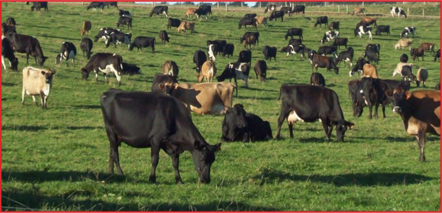 BÜYÜKBAŞ AZALDI, KÜÇÜKBAŞ ARTTI