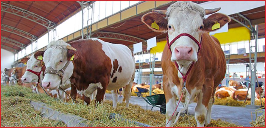 ÇİFTÇİYE GÜBRE VE YEM MÜJDESİ