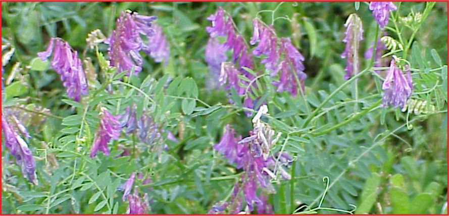 2016 YILI YEM BİTKİLERİ DESTEĞİ ÖDEMESİ İCMALLERİ ASKIDA