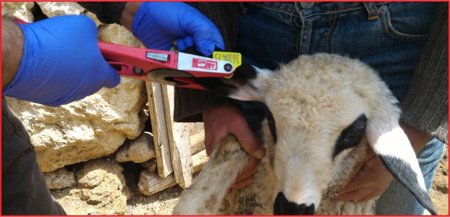 HAYVANLARA KÜPE AFFI