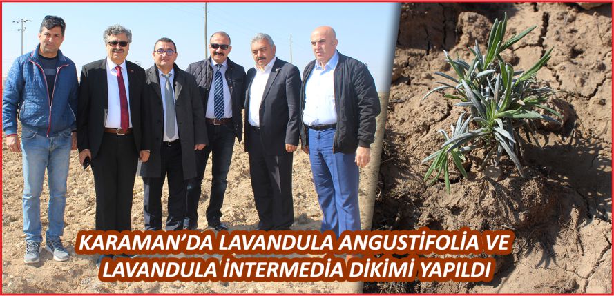 LAVANDULA ANGUSTİFOLİA VE LAVANDULA İNTERMEDİA DİKİMİ YAPILDI