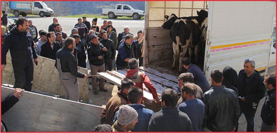 İŞÇİLERE DÜVE DAĞITILDI