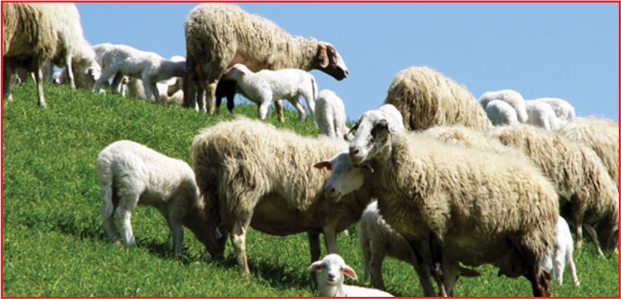 HAYVANCILIKTA HİBE BAŞVURULARINDA SÜRE UZATILDI