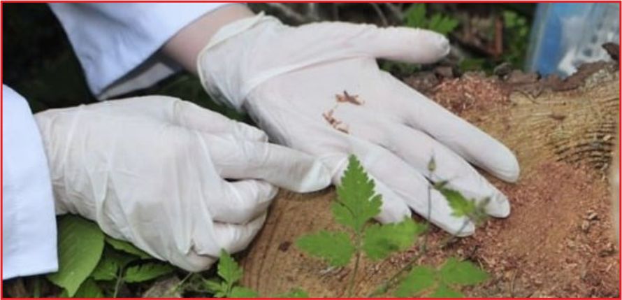 &quot;AJAN BÖCEK&quot;TEN EKONOMİYE 43 MİLYON DOLAR KATKI