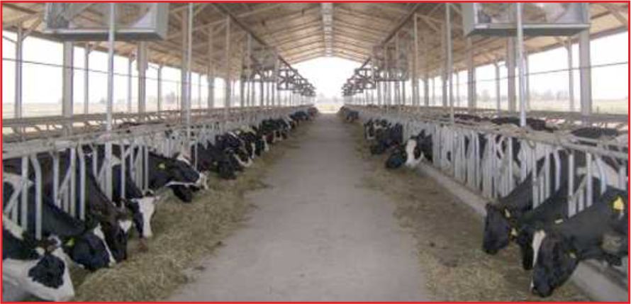 HAYVANCILIĞA 3 MİLYAR LİRA HİBE