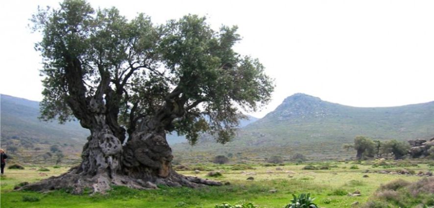 HÜKÜMET &#039;ZEYTİNLİK&#039;TE ISRARCI