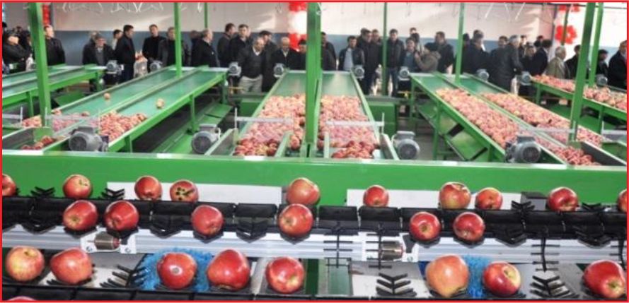 KARAMAN ELMA ÜRETİMİNDE İKİNCİ