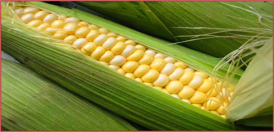 TMO, MISIR ALIMINA BAŞLADI