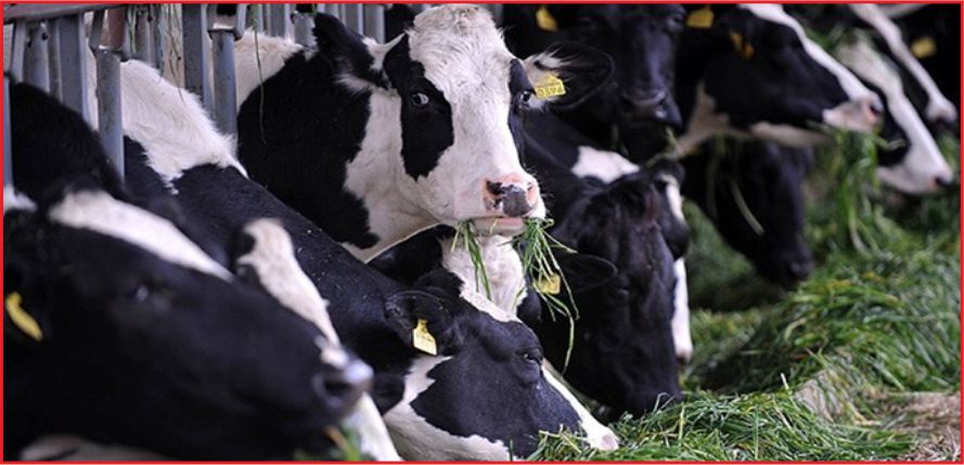 TARIM DESTEKLERİNDE YENİ DÖNEM