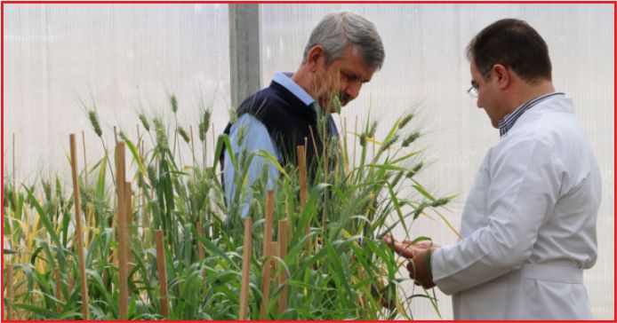 ‘AHMET BUĞDAYI’ KORUMA ALTINDA
