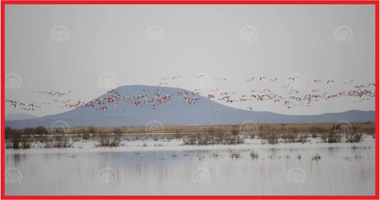 AKGÖL KUŞ SESLERİYLE ŞENLENİYOR