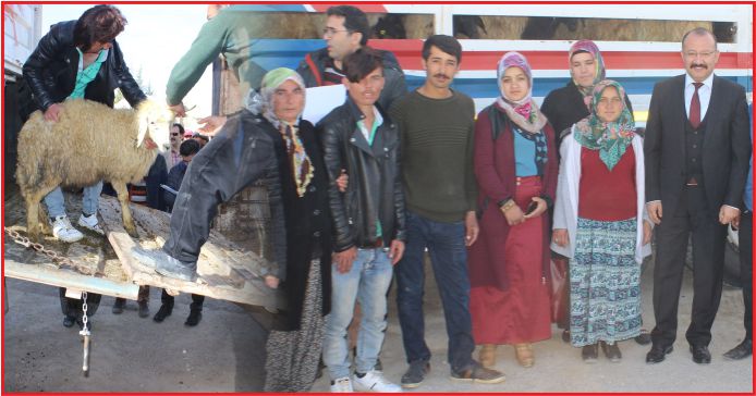 AKKARAMAN KOYUNLARI GENÇ ÇİFTÇİLERE VERİLDİ