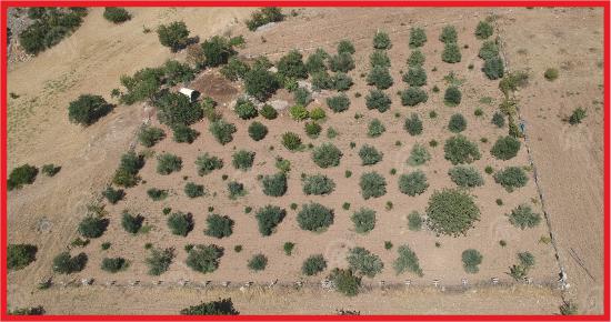 ANTEP FISTIĞI KARAMAN’IN YENİ GÖZDESİ