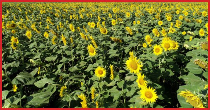 AYÇİÇEĞİ İTHALATINDA İKİNCİ KEZ VERGİ İNDİRİMİ