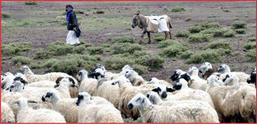 HAYVANCILIĞA DESTEK PAKETİ !