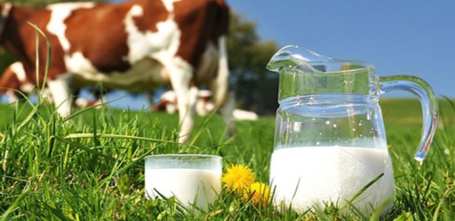 &quot;SÜT ÜRETİCİSİNİN KİLOGRAM BAŞINA 34 KURUŞ KAYBI VAR&quot;