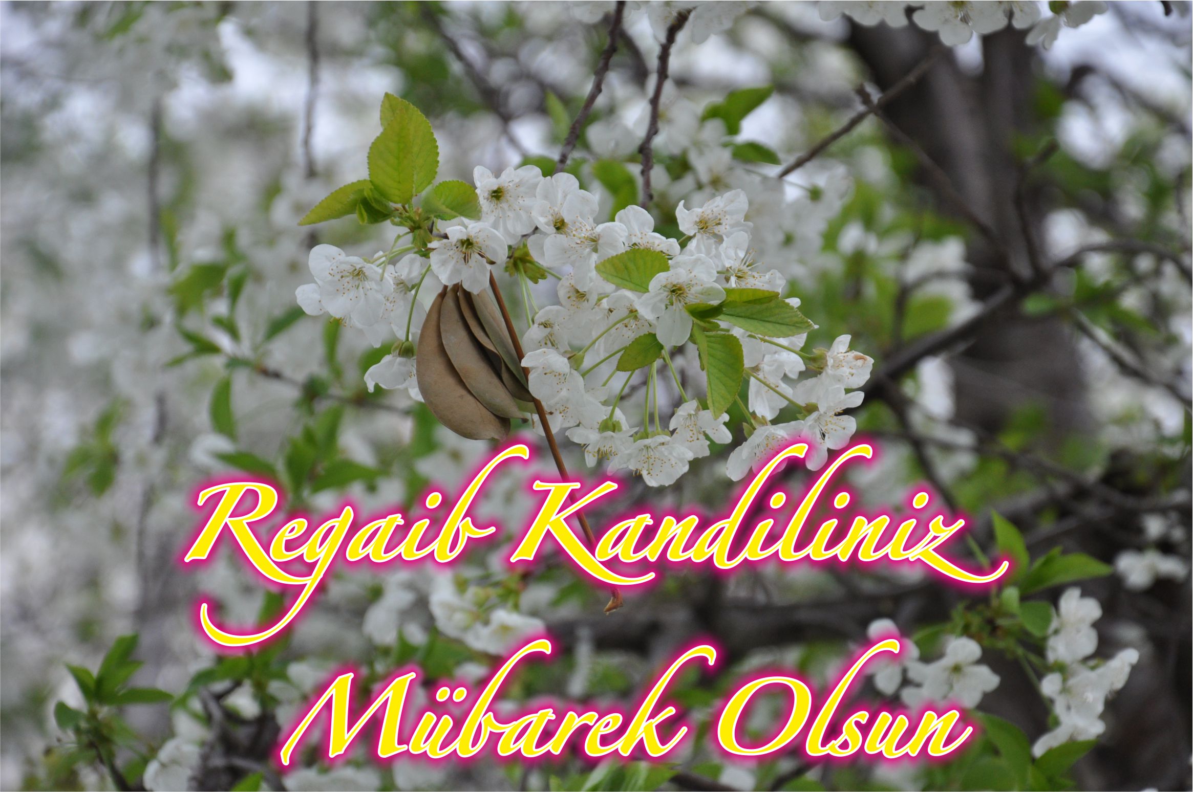 BELEDİYE  KANDİL SİMİTİ İKRAM ETTİ