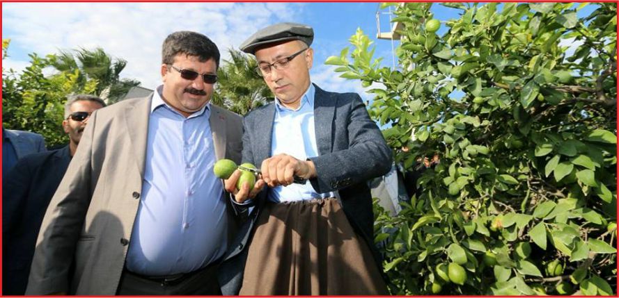 ELVAN, ŞALVAR GİYİP LİMON HASADI YAPTI
